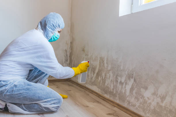 Licensed Basement Mold Removal service in Tyrone, PA - WQB Mold Removal