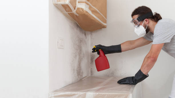 Professional Basement Mold Removal technician working in Tyrone, PA