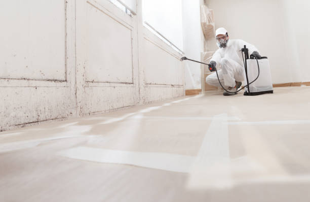 24/7 Emergency Basement Mold Removal experts in Tyrone, PA