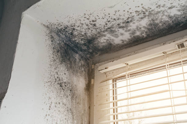 Affordable Basement Mold Removal solutions in Tyrone, PA