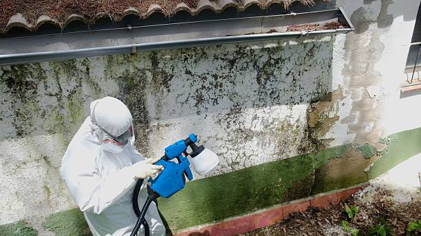Top rated local Basement Mold Removal specialists in Tyrone, PA
